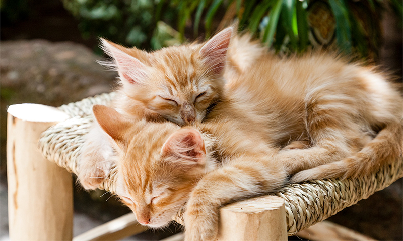 Zwei schlafende Katzenbabies